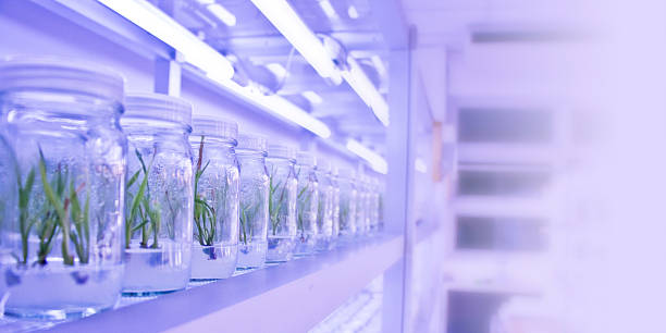 istock plant tissue culture 500627644