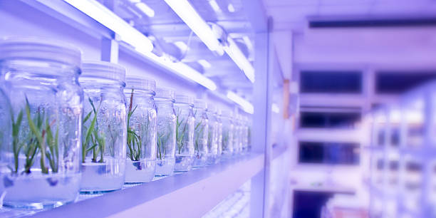 istock plant tissue culture 500627668