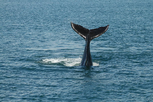 istock Young Humpback whale (Megaptera novaeangliae) waves its tail f 500627898