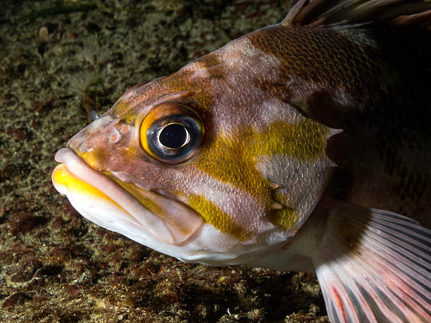 cantarilho-cobre (sebastes caurinus - rockfish imagens e fotografias de stock