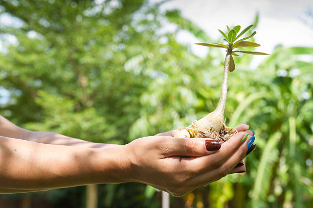 lady hand hold tree to plant lady hand hold tree with soil for ecology, saving world, planting formal garden flower bed gardening vegetable garden stock pictures, royalty-free photos & images