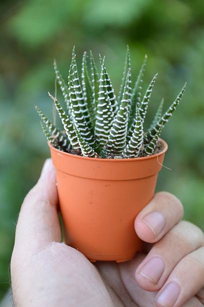istock Haworthia fasciata cactus 500638558