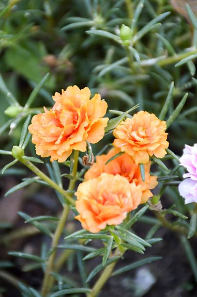 istock orange pusley flower in garden 500638720