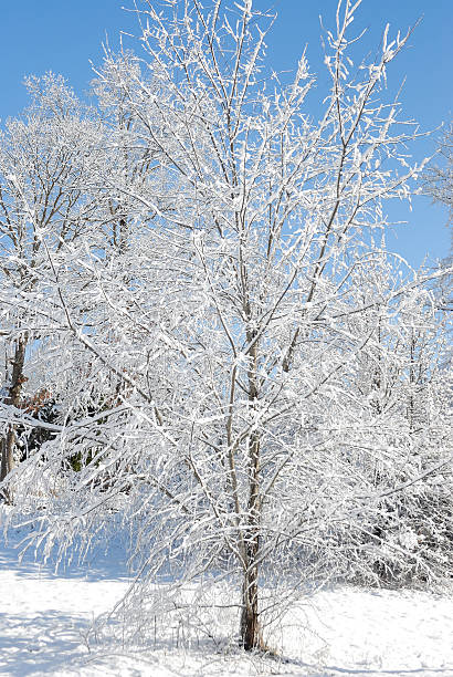 istock Snow on tree against a blue sky 500639398