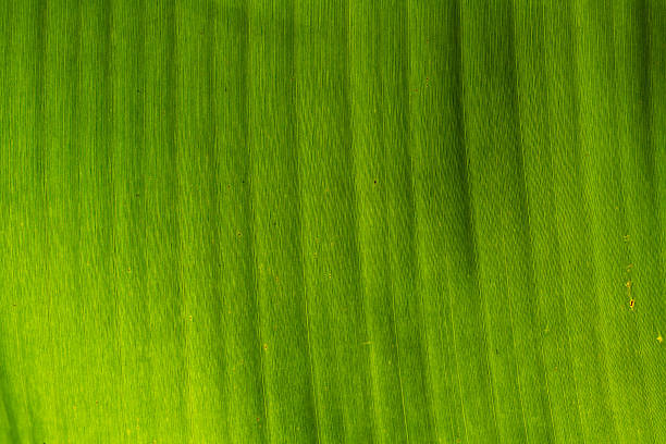 texture di foglia di banana - banana leaf flash foto e immagini stock