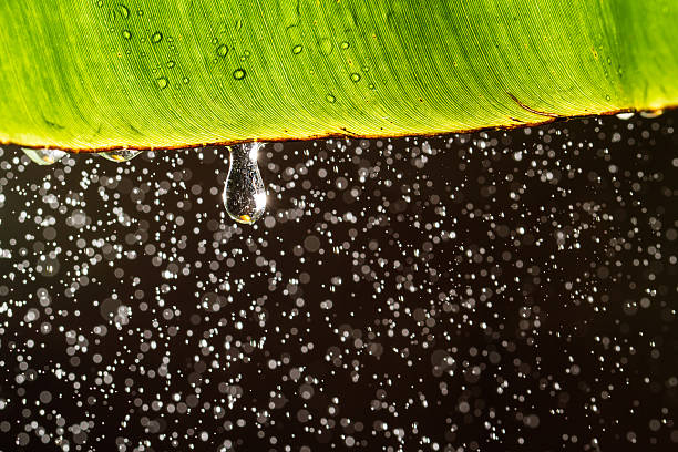 albero di banane con droplets. - banana leaf flash foto e immagini stock