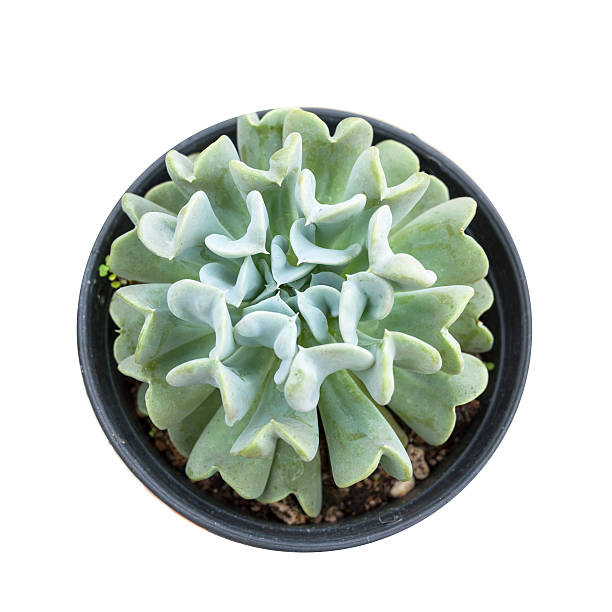 istock kalanchoe or flaming katy over stone in a pot 500640722
