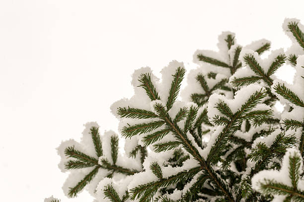 istock Fresh New Snow on Branches of a Pine Tree 500641122