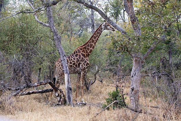 istock South Africa: Giraffe in Kruger National Park 500641916