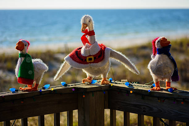 Christmas decoration Florida Christmas decoration with ducks sitting on wooden rail. florida christmas stock pictures, royalty-free photos & images