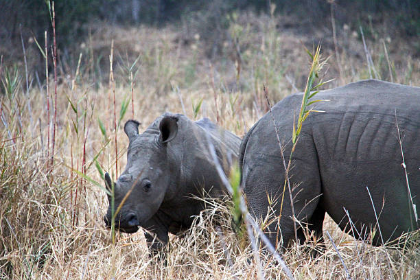 istock South Africa: Southern White Rhinoceros in Kruger National Park 500642548