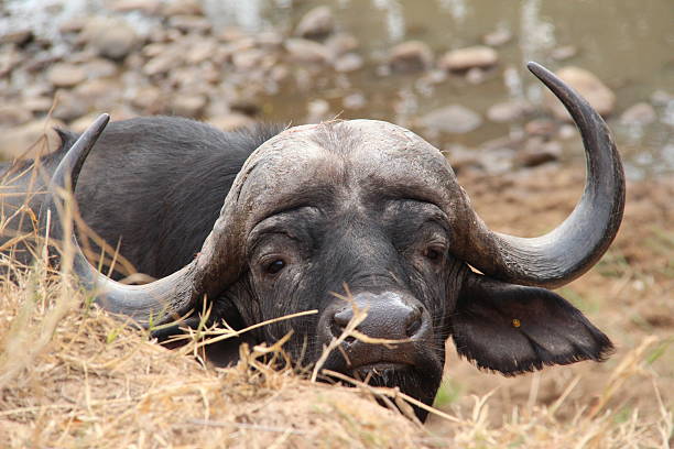 istock South Africa: African Buffalo in Kruger National Park 500643056