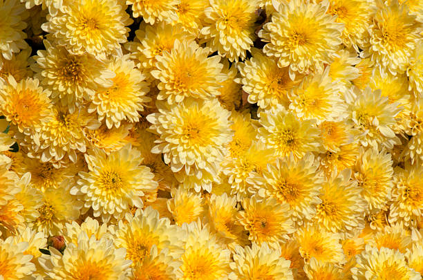 istock Yellow Mums in Bright Sunshine 500643180