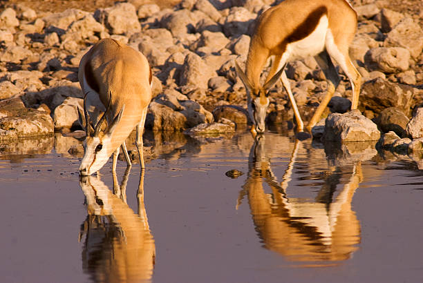 istock Springboks drinking at Okaukuejo waterhole, Etosha National Park, Namibia 500643422
