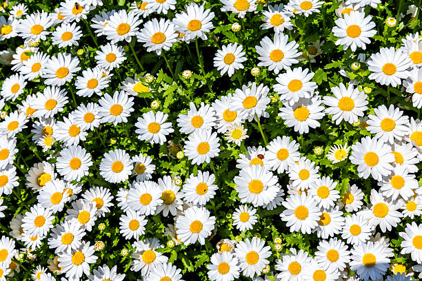 Flower bed of white daisy background