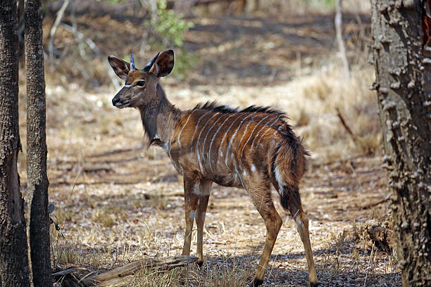 istock South Africa: Nyala in Kruger National Park 500644516