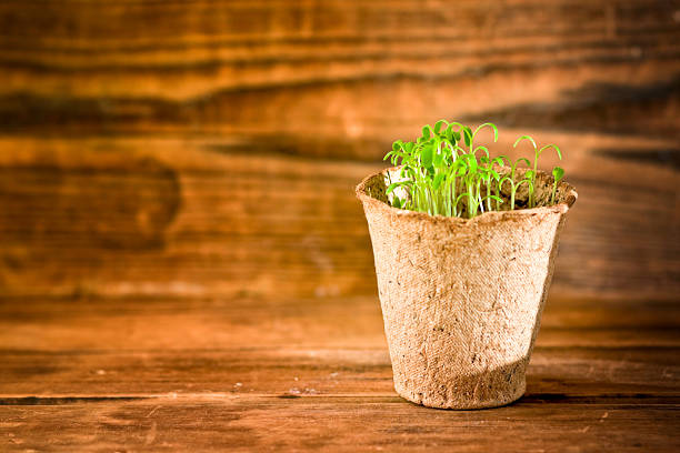 vielen grünen pflanzen sie setzlinge wachsenden in biologisch abbaubare peat moss pot - potting peat dirt moss stock-fotos und bilder