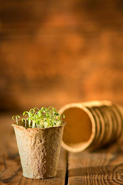 vielen grünen pflanzen sie setzlinge wachsenden in biologisch abbaubare peat moss pot - potting peat dirt moss stock-fotos und bilder