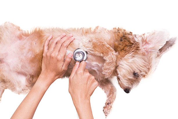 istock veterinarian with stethoscope examines a dog 500645250