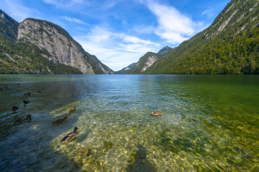 King's lake (Koenigssee) in summer with Ducks swimming in Bavaria, Germany