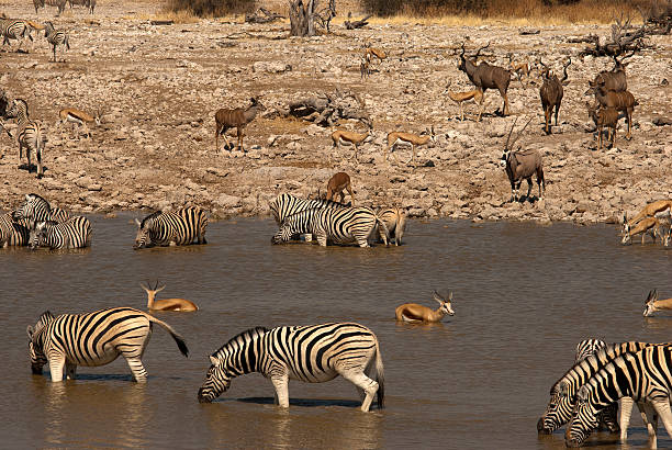 istock Zebra herd at Okaukuejo waterhole, Etosha National Park, Namibia 500645830