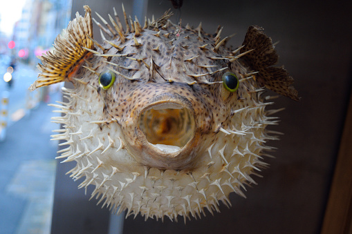 A dried, dead, puffed up pufferfish hanging outside a seafood restaurant in central Tokyo