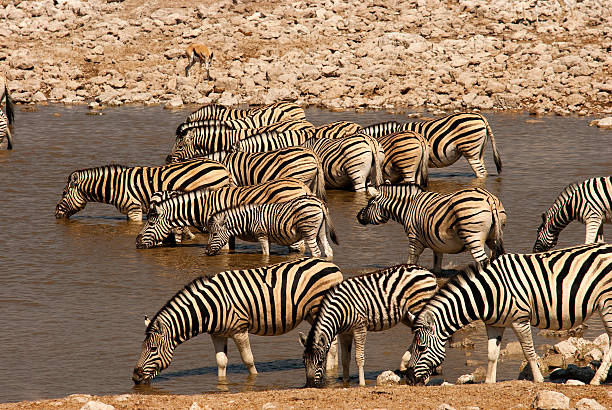 istock Zebra herd at Okaukuejo waterhole, Etosha National Park, Namibia 500646400