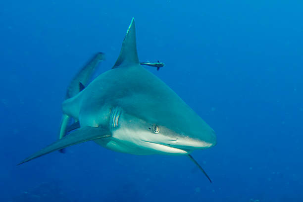 istock Shark jaws ready to attack underwater close up portrait 500647117