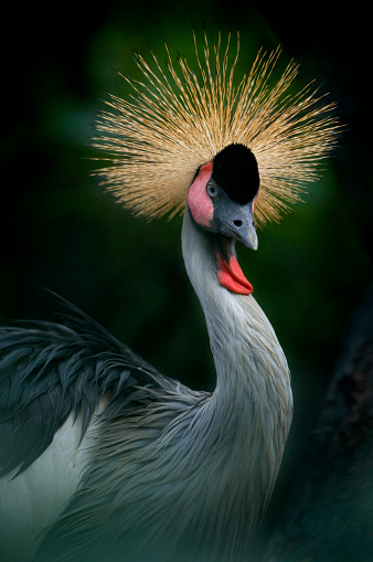 Crowned crane bird from Africa