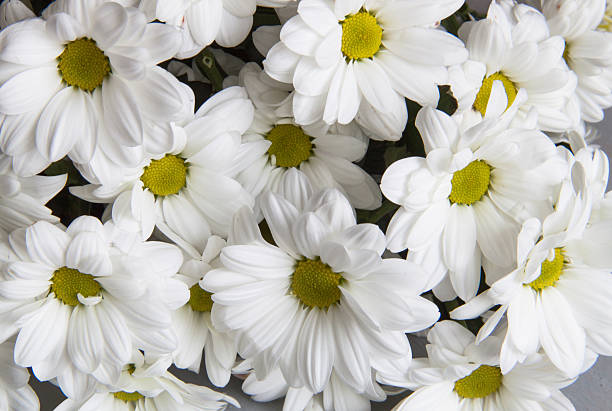 istock Background of chrysanthemums 500647547