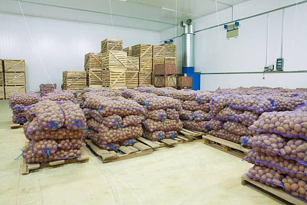 istock storage house potato in bags and crates 500647611