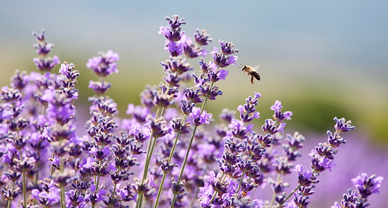 Honey bee( Apis mellifera) on a lavender flower