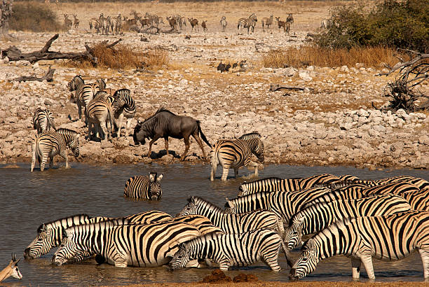 istock Zebra herd at Okaukuejo waterhole, Etosha National Park, Namibia 500647944