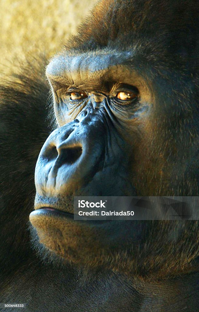 Gorilla Portrait of a male silverback lowland gorilla Gorilla Stock Photo