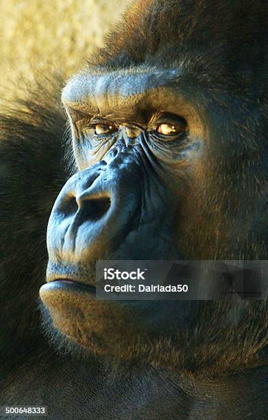 Gorilla Stock Photo - Download Image Now - Gorilla, Great Ape, Mammal