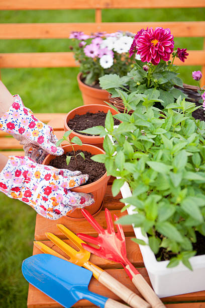 istock Spring in the garden, potting flowers 500648787