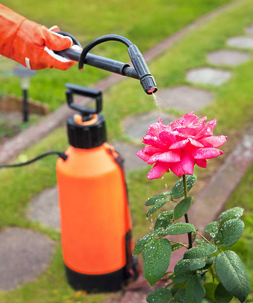 istock Protecting plant from vermin with pressure sprayer 500648789