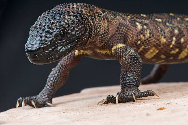 Beaded lizard / Heloderma horridum The Beaded lizard is the largest overly venomous lizard species in the world. These animals are endemic to Mexico and Guatemala. bead photos stock pictures, royalty-free photos & images