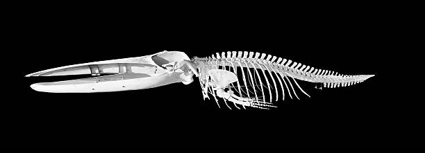 istock Real whale skeleton isolated on black background 500649193