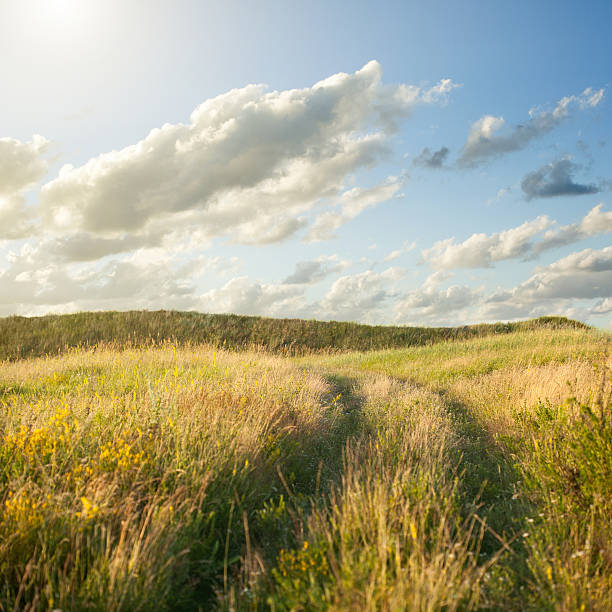 istock Field of gold wheat and blue sky 500649597