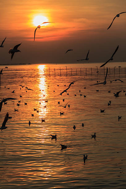 istock Flock of Seagull Silhouetted against  Sunset 500649985