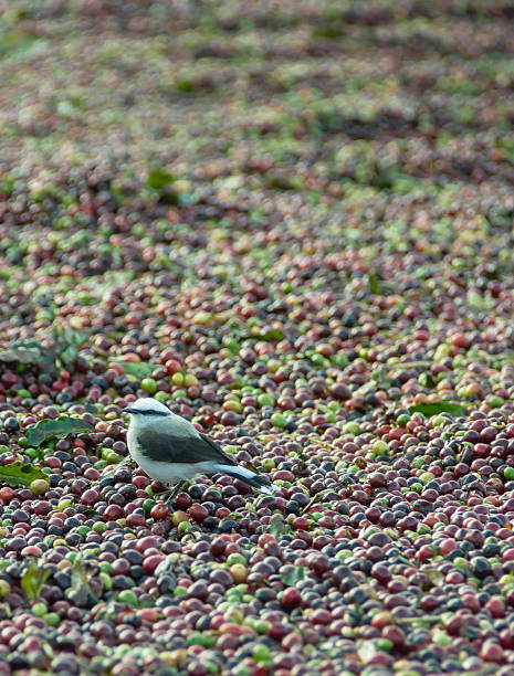 istock Bird Hunting at Coffee Grains 500649999