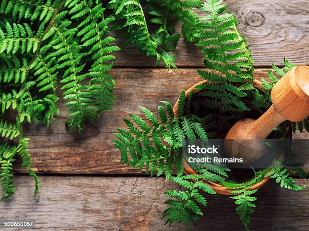 Fern Leaves In Mortar Stock Photo - Download Image Now - Beauty In Nature, Botany, Bracken