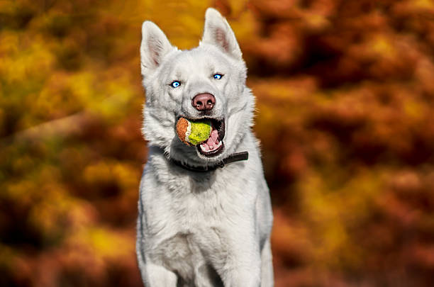 White siberian husky dog playing with the ball stock photo