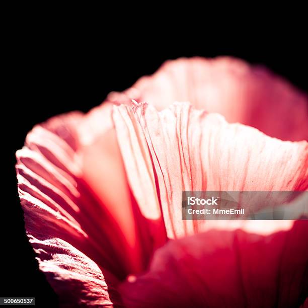 Papaveráceas - Fotografias de stock e mais imagens de Cor de rosa - Cor de rosa, Escuro, Flor