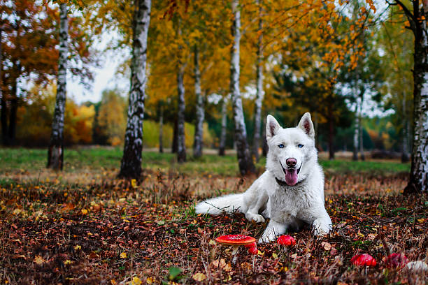 White Siberian husky dog in autumn forest stock photo