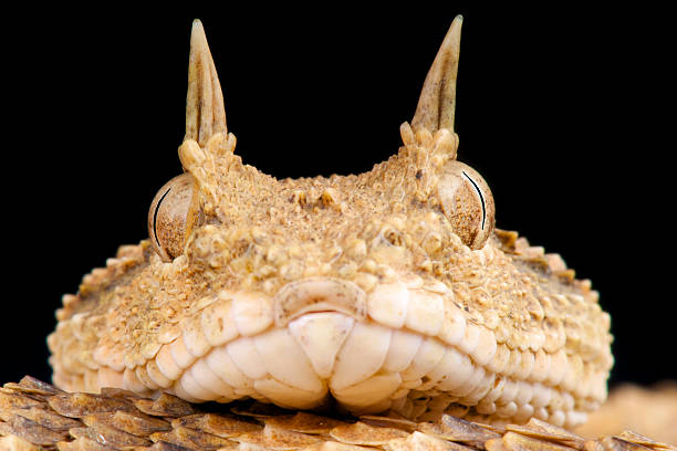 istock Horned viper / Cerastes cerastes 500651179