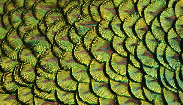 Peacock Scales Zoom of the green feathers on the back of a peacock. peacock feathers scales photos stock pictures, royalty-free photos & images