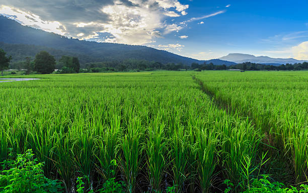 istock Green Rice Field with Mountains Background under Blue Sky 500651561