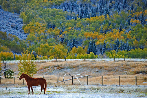 Horse in pasture among the quakies near Driggs, Idaho